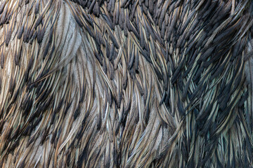 background pattern gray ostrich feathers