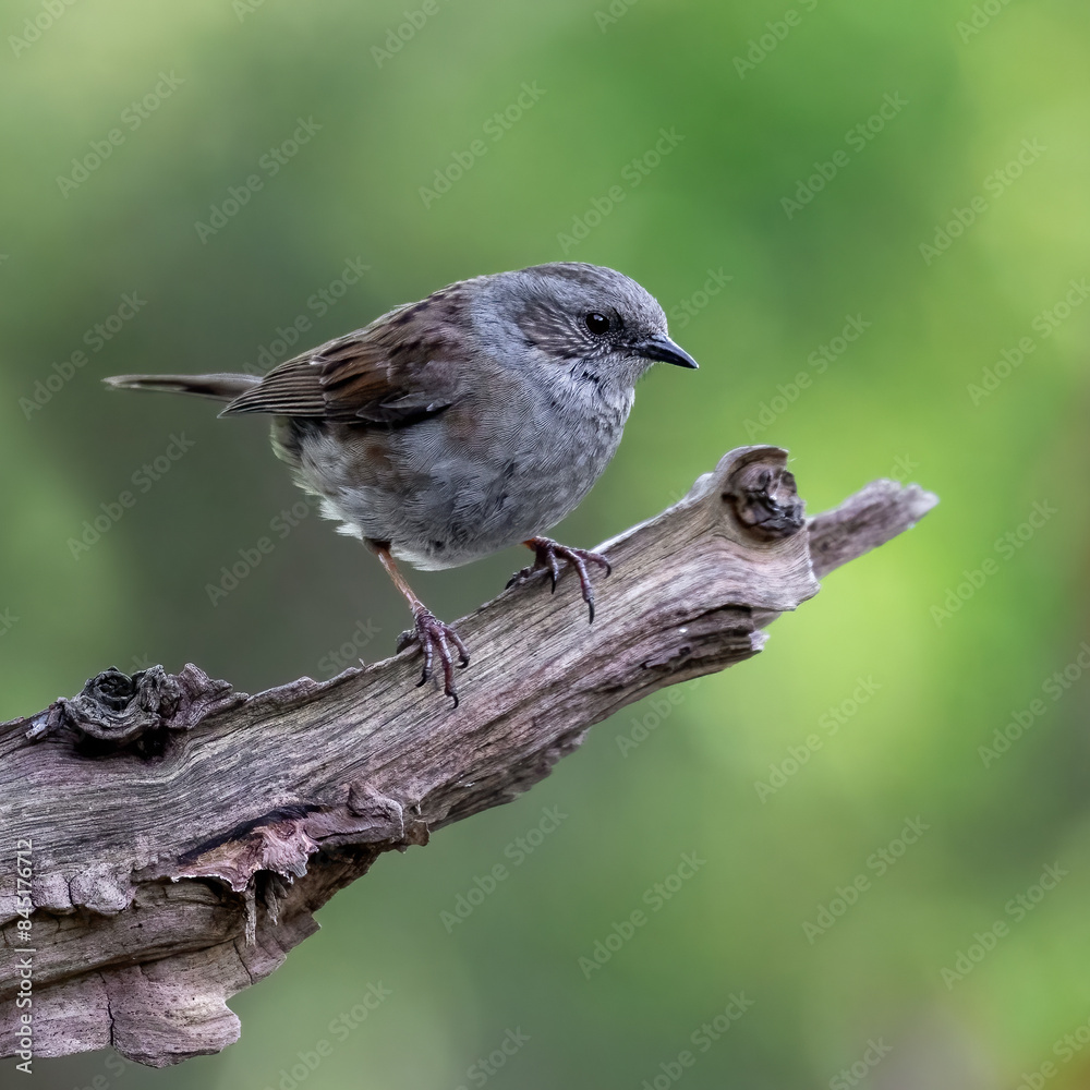 Poster a small dunnock photographed close up as it perches on a branch. a natural out of focus background w