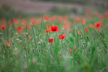 Poppy field, Remembrance day, Memorial Anzac day banner.