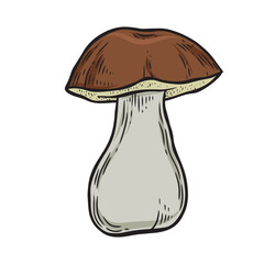 Line drawing porcini mushroom vector illustration.