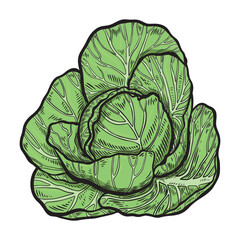 Engraved vintage cabbage vegetable vector illustration.