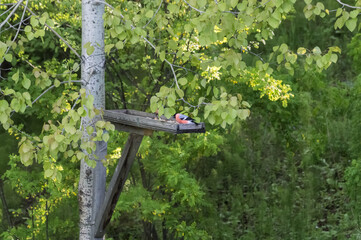 Bullfinch (Latin: Pyrrhula pyrrhula) is a songbird on a bird feeder in the forest. Photo project 