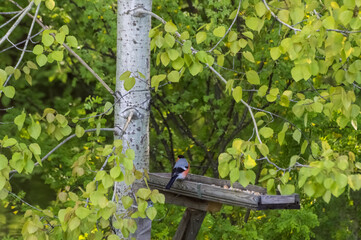 Bullfinch (Latin: Pyrrhula pyrrhula) is a songbird on a bird feeder in the forest. Photo project 