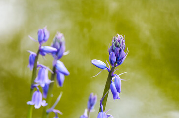Purple harebell flowers. Flowering plant close-up. Hyacinthoides. Bluebell.
