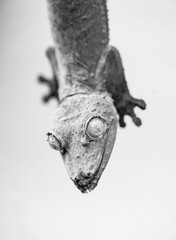 Close-up of Henkel's flat-tailed gecko. Uroplatus henkeli.
