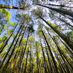 Fototapeta premium Forest trees view from below into the sky nature green wood sunlight backgrounds