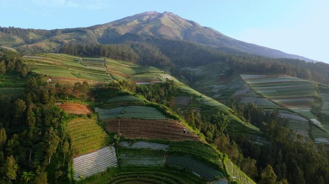 Drone view of plantation on the slope of mountain. Mt.Sumbing Indonesia.