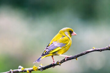European Greenfinch-The European Greenfinch, or just Greenfinch