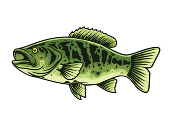Largemouth bass fish vector drawing