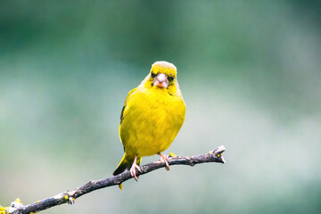 European Greenfinch-The European Greenfinch, or just Greenfinch