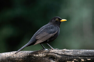 Close up portrait of male turdus merula or mirlo