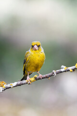 European Greenfinch-The European Greenfinch, or just Greenfinch