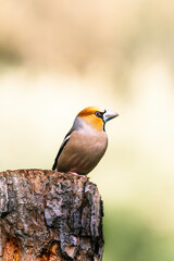 Obraz premium Hawfinch drinking from a puddle