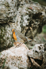 Red Robin (Erithacus rubecula) birds close up in a forest