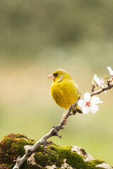European Greenfinch-The European Greenfinch, or just Greenfinch