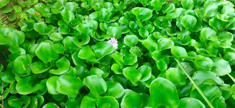 Wall mural a beautiful water hyacinth flower (bunga eceng gondok) is isolated on a green leaves background