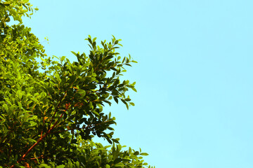 green leaves against blue sky