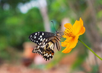 Beautiful butterfly on a yellow flower, a background of grass and green leaves.