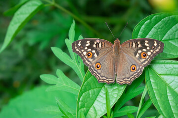beautiful butterfly On a green leaf, the background blurred, wings spread.