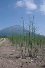 羊蹄山に麓に広がるアスパラガス畑