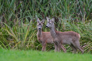 Two young roe deer stand on the meadow. Capreolus capreolus. Portrait of two fawn deer. 