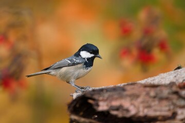 A cute coal tit sits on a piece of tree bark. Portrait of a small titmouse.  Periparus ater