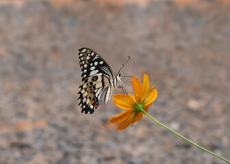 butterfly on yellow flower rocky background, gray backdrop,gray background