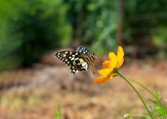 Beautiful butterfly on a yellow flower, a background of grass and green leaves.