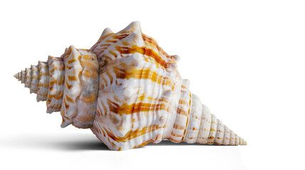 A single seashell on transparent background