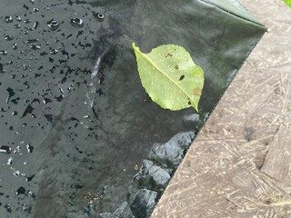 A tree leaf stuck to an umbrella in the rain