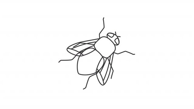 Animated house fly icon. Beetle line animation. Flying bug, mosquito. Insect parasite, bloodsucker. Black illustration on white background. HD video with alpha channel. Motion graphic