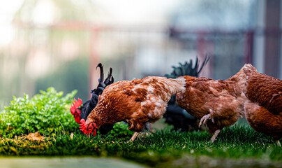  Chicken and white rooster standing on a green grass.