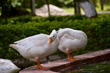 White Goods on the water lake