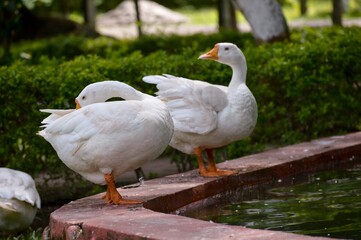 White Goods on the water lake
