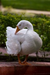 White Goods on the water lake