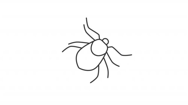 Animated bed bug icon. Roach line animation. Moving insect, parasite. Pest control, outdoor species. Black illustration on white background. HD video with alpha channel. Motion graphic