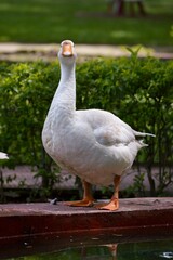 White Goods on the water lake