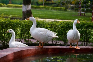 White Goods on the water lake