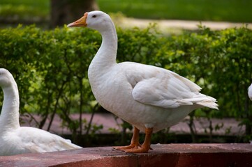 White Goods on the water lake