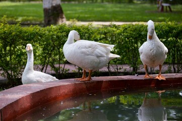 White Goods on the water lake
