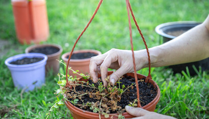 A person tenderly holds a potted plant amidst lush green grass, nurturing the delicate connection between human and nature.