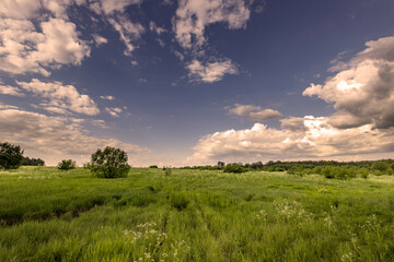 A scenic landscape of a vast green meadow with tall grass and scattered trees under a bright blue...