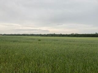 Agriculture sown field in the village