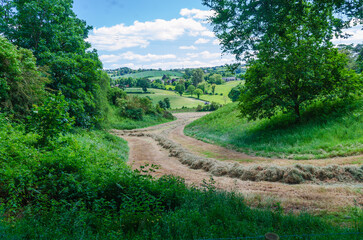 Cut grass in a field waiting for collection ready to make into silage for the winter