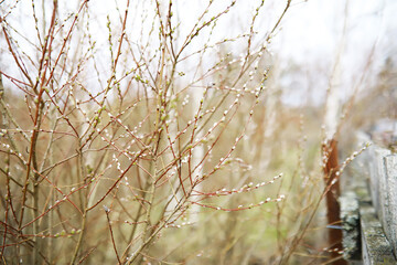 Early Spring Buds on Bush Branches with Dew Drops in a Natural Outdoor Setting