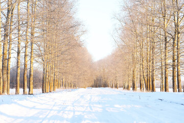 Snow-Covered Path in Winter Forest with Bare Trees on Sunny Day