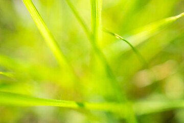 Obraz premium green grass leaf in garden with blur background