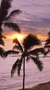Vertical Screen: Experience a serene tropical sunset by the ocean, filmed in vertical video format with palm trees. Perfect for a relaxing viewing. Keywords sunset, ocean, palm trees, tropical, serene