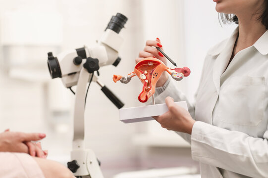 Medical examination in a gynecologist's chair, the doctor shows and explains the genital organs of women. the doctor shows a silicone demonstration model of the female reproductive system (uterus, vag