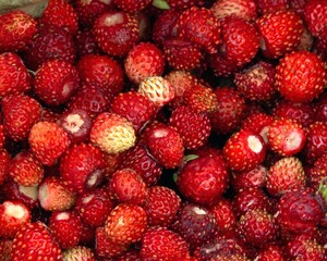 Background with ripe wild strawberry